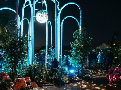 A colourful rose garden at dusk illuminated by fairy lights and festoon lighting with visitors strolling among the blooms.