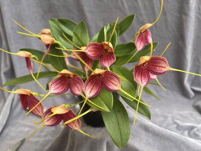 A close-up display of colourful cymbidium and exotic orchid blooms arranged on a table at an indoor orchid show.