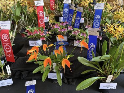 A vibrant display of orchid blooms arranged on a table at a club meeting in a church hall.