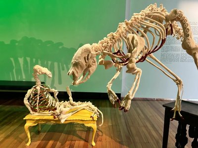 A softly lit gallery space displaying intricate handknitted animal skeleton sculptures arranged on white plinths.