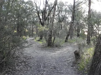 Ollerton Avenue Bushland Reserve