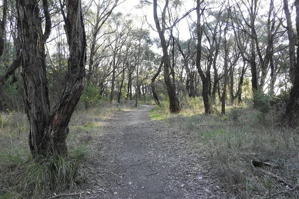 Visit Ollerton Avenue Bushland Reserve