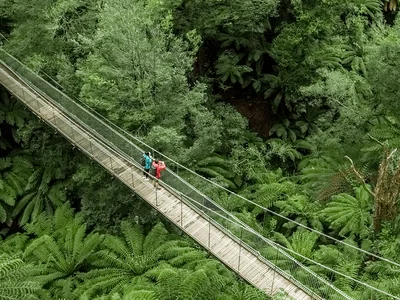 Tarra Bulga National Park
