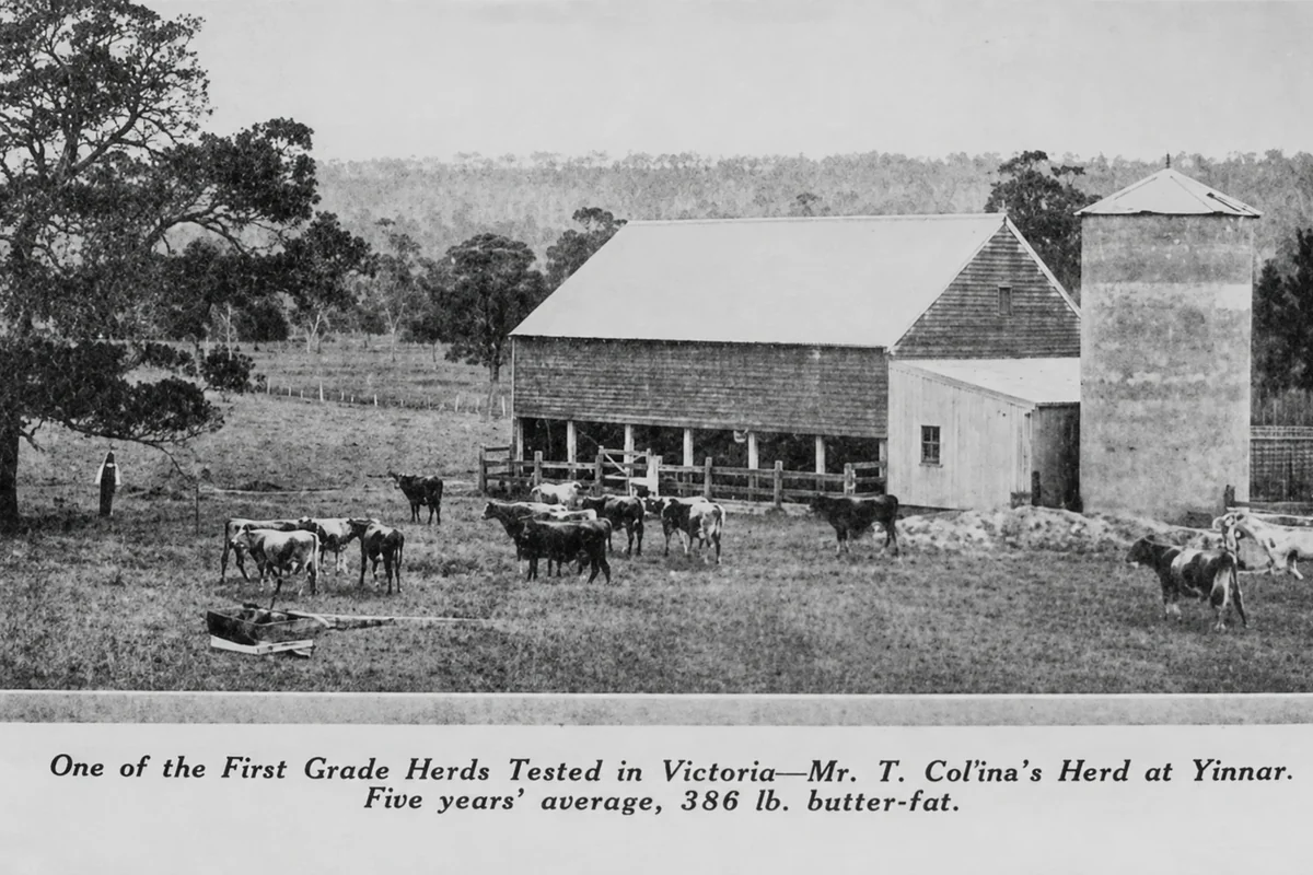 A monochrome historical photograph of a dairy herd grazing around a timber dairy building and tall silo at Yinnar.