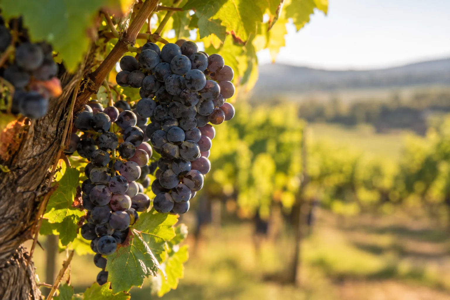 Conceptual supporting illustration for Wine grapes