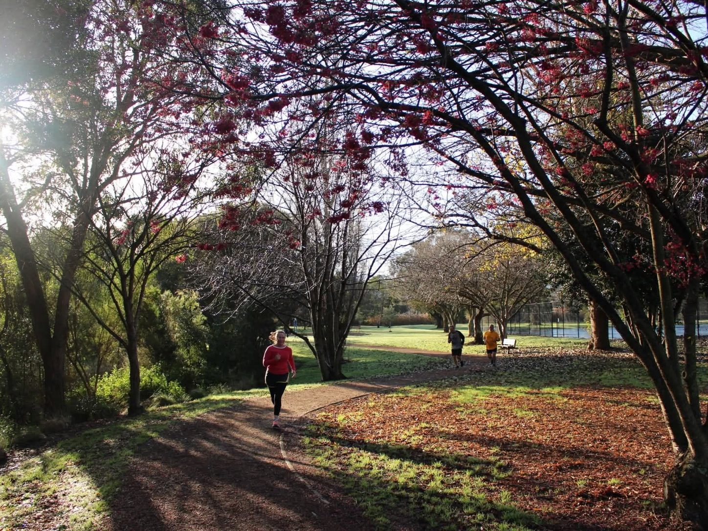 Runners follow a tree-lined path through Moe Botanic Garden