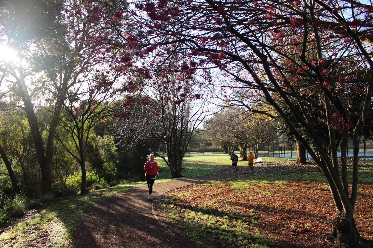 Runners following a tree-lined path through Moe Botanic Garden