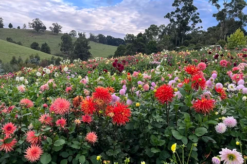 Rows of colourful dahlias spread across a hillside flower field.