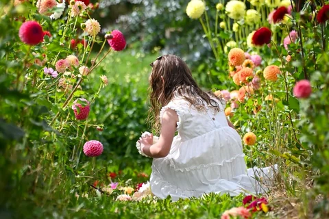 A child in a white dress explores a path between tall, colourful dahlias.