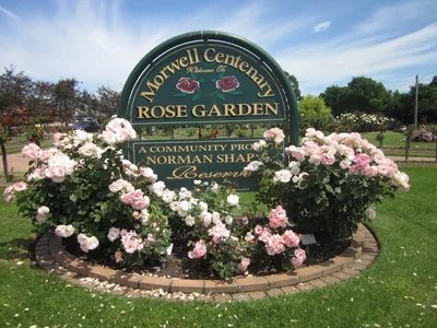 Colourful rose beds and a curved path in Morwell Centenary Rose Garden.