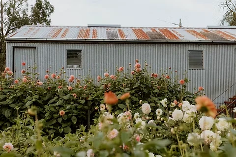 Pink and white flowers growing in front of a corrugated iron farm building.