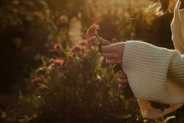 A woman cutting pink flowers in warm evening light.