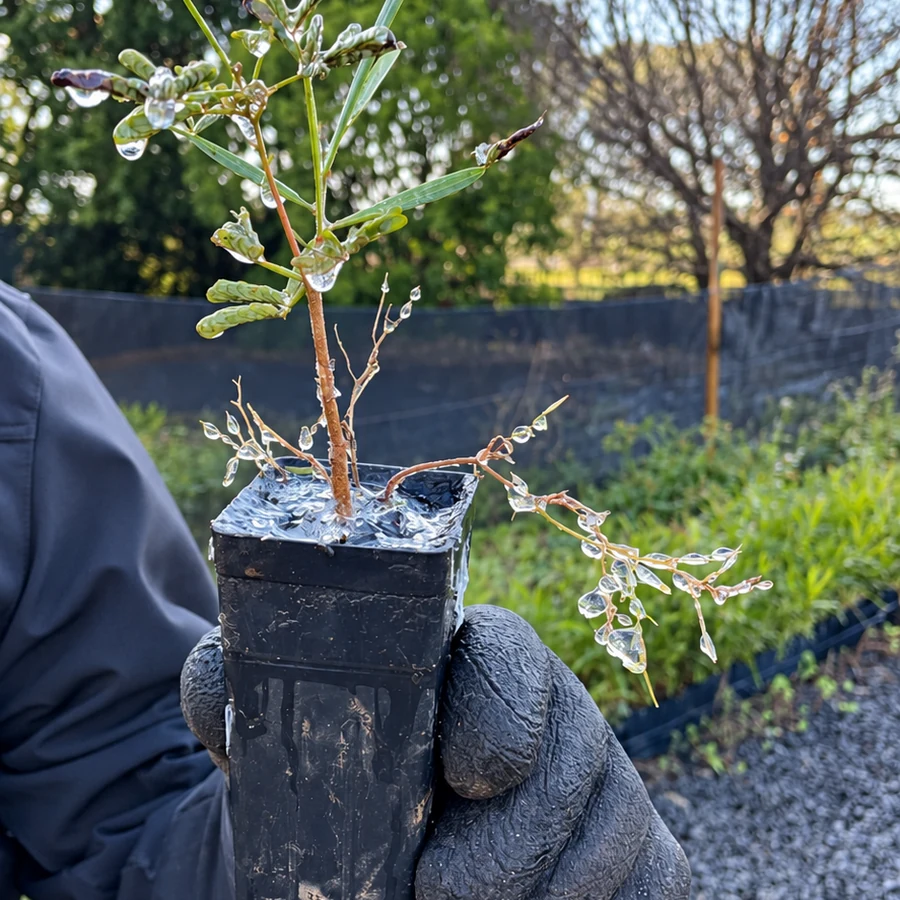 A gloved hand holds a wet tube-grown seedling in its small nursery pot.