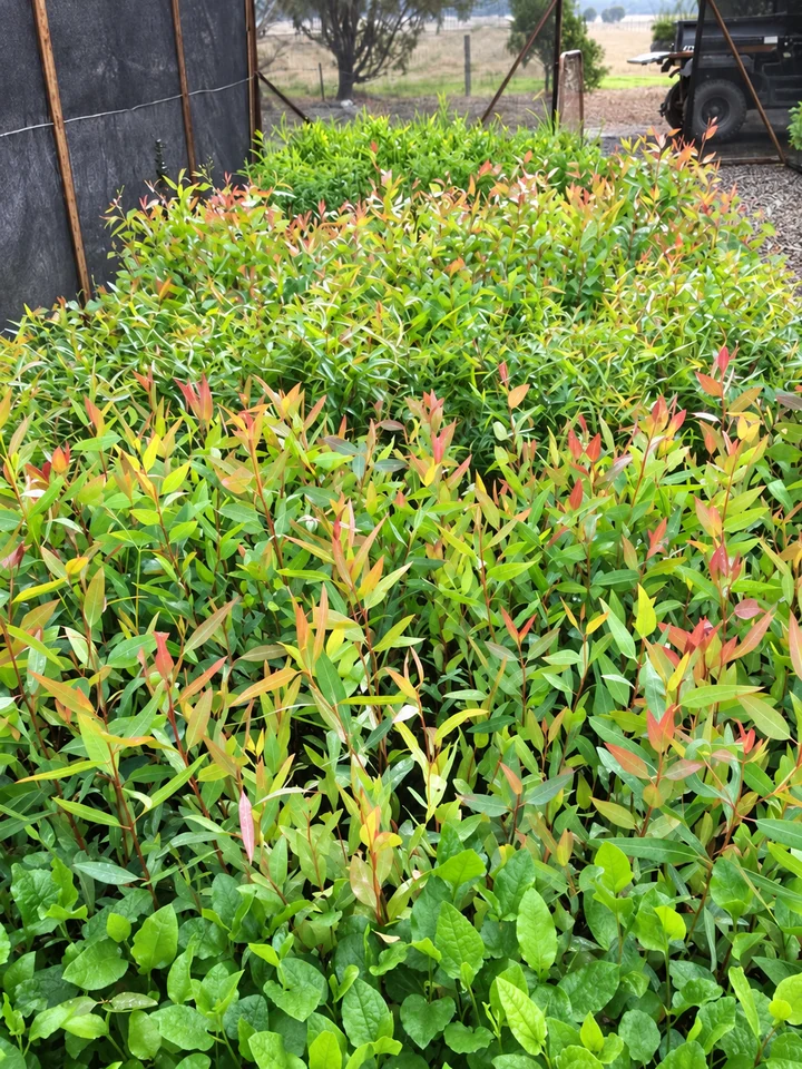 Dense rows of red and green young plants grow beneath a nursery shade structure.