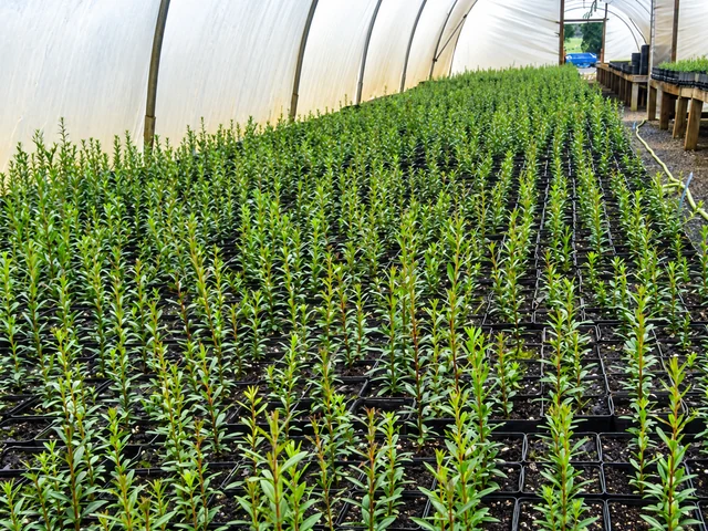 Long rows of young plants grow inside a covered nursery structure.
