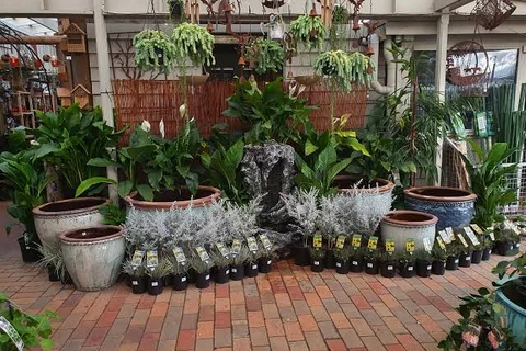 Rows of potted green plants arranged around a small water feature.