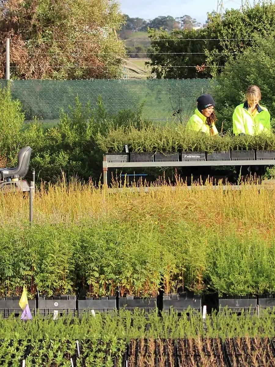 Two nursery workers tend rows of young plants at Habitat Creations.