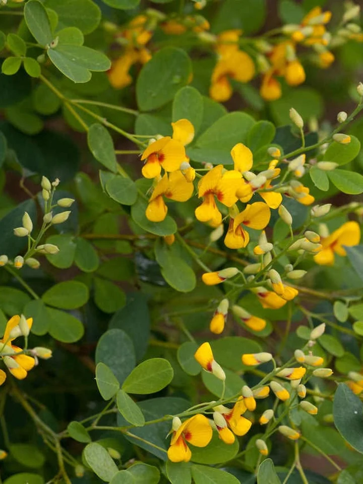 Yellow native pea flowers among green foliage.