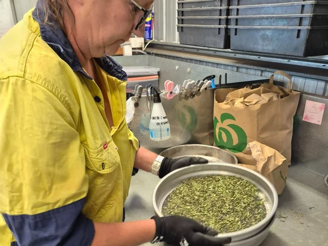 A nursery worker sorts collected seed into a metal bowl.