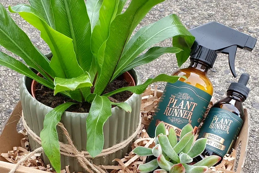A potted plant arranged with plant-care products in a gift hamper.