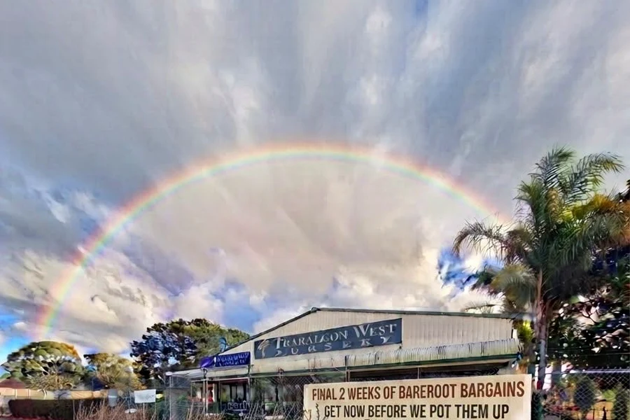 A rainbow arcs above Traralgon West Nursery and its rows of bare-root trees.
