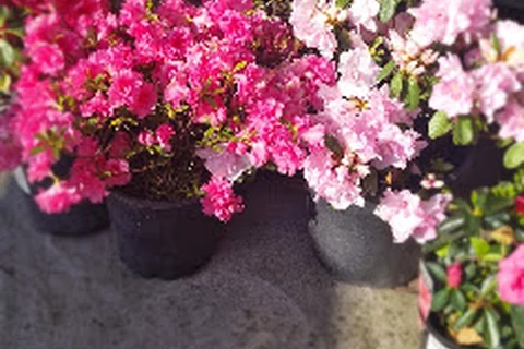 Pots of vivid pink, red and white flowering plants arranged in the sunshine at Traralgon West Nursery.
