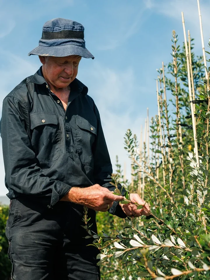 A nursery grower examines the foliage of a young staked tree.