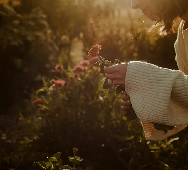 A woman cutting pink flowers in warm evening light.