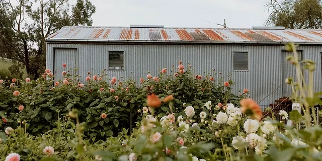 Pink and white flowers growing in front of a corrugated iron farm building.