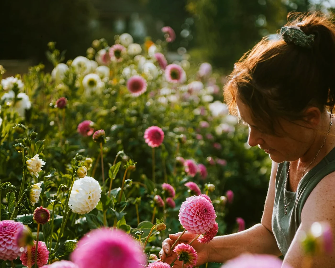 A flower grower examines pink dahlias among densely planted flower beds.